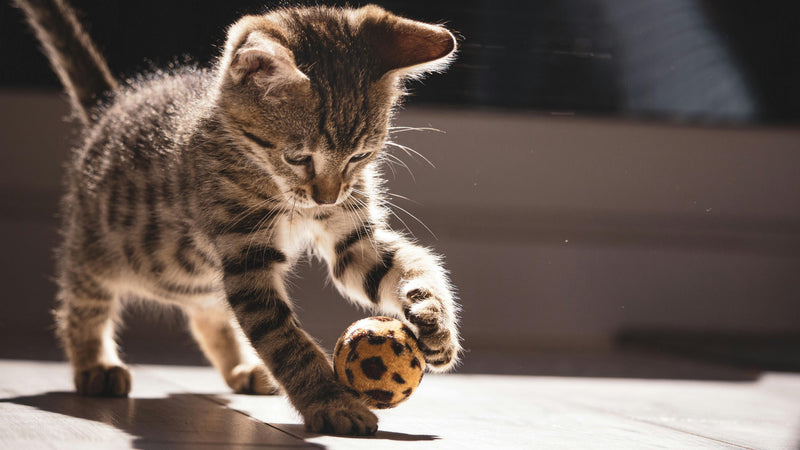 Pet Toys & Accessories